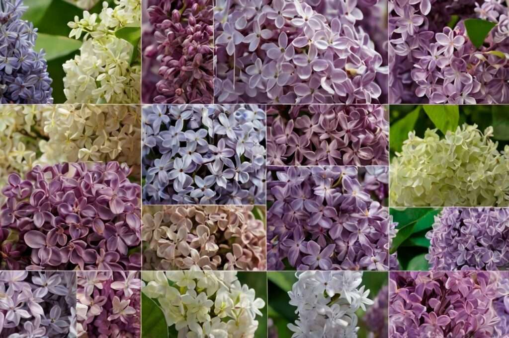 Lilacs