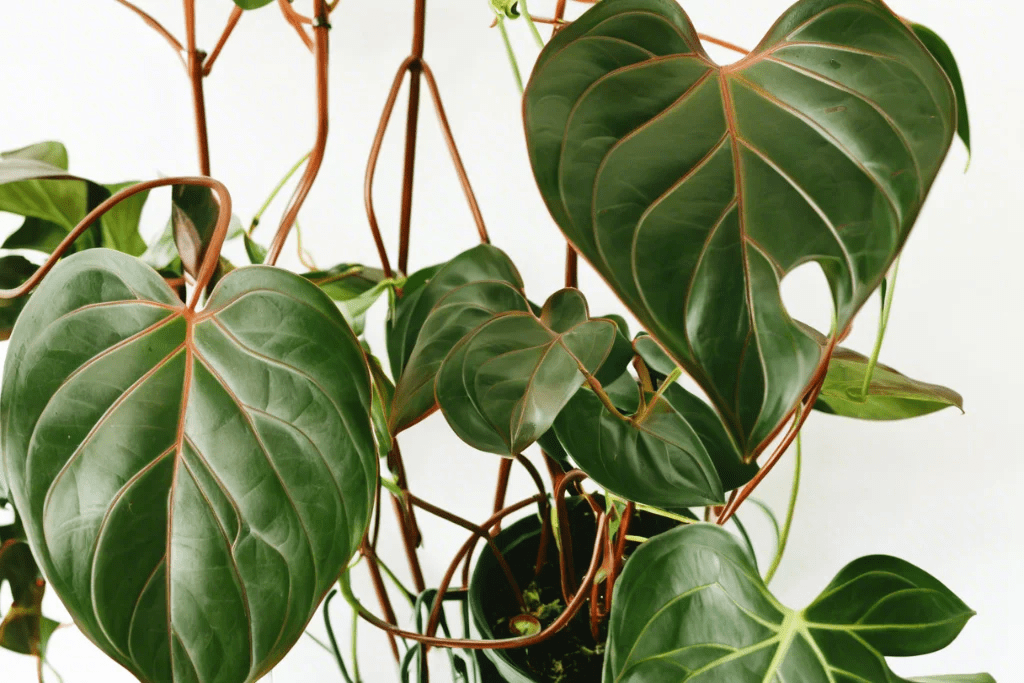 Philodendron Micans