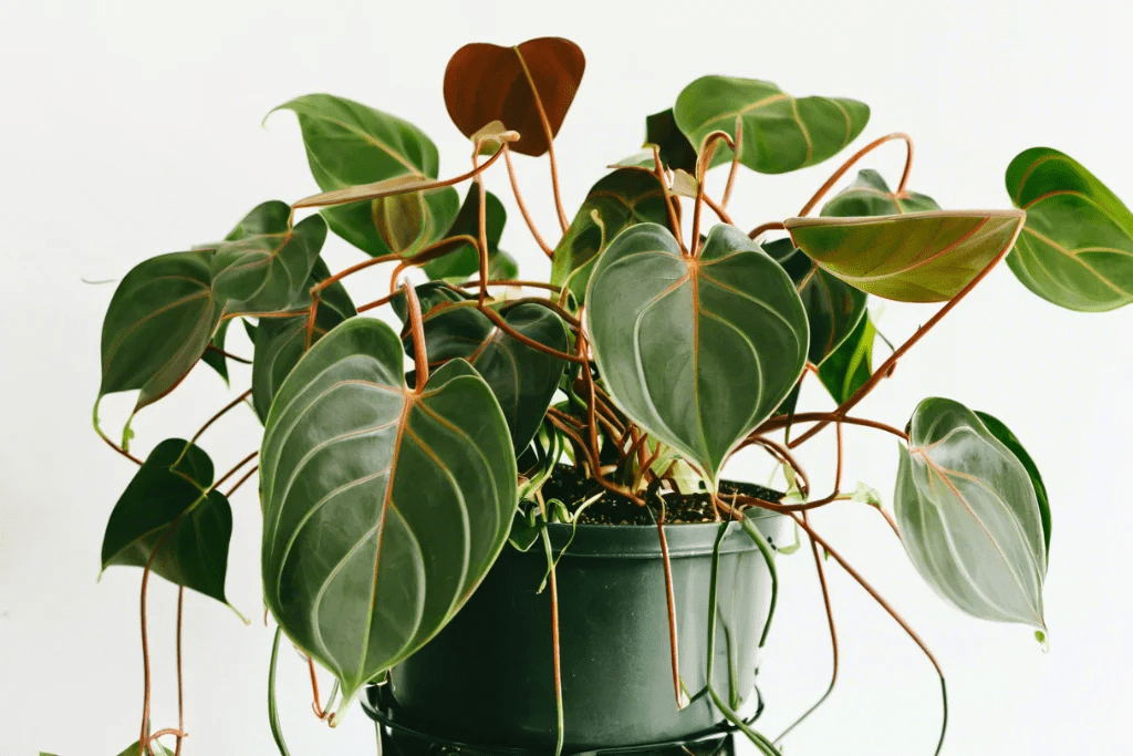 Philodendron Micans