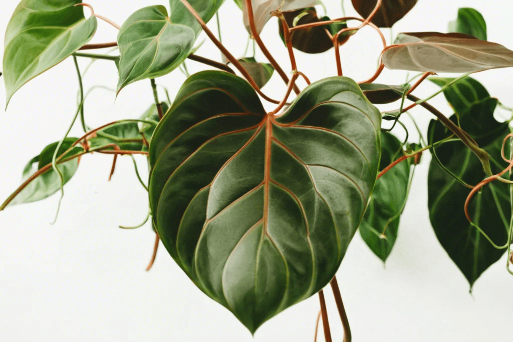 Philodendron Micans