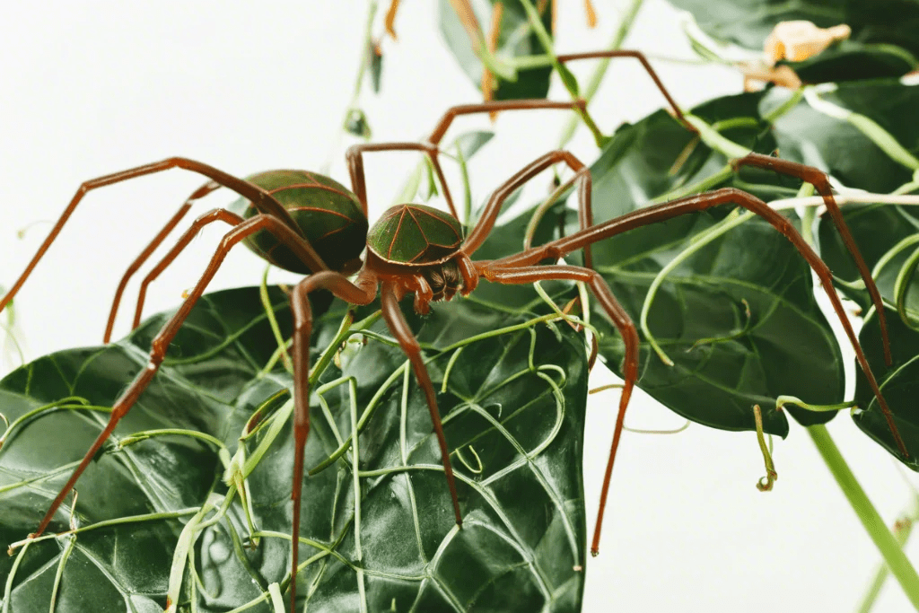 Philodendron Micans