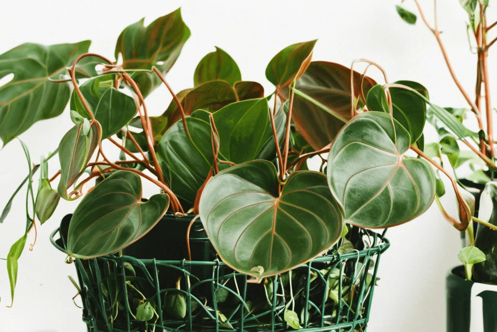 Philodendron Micans