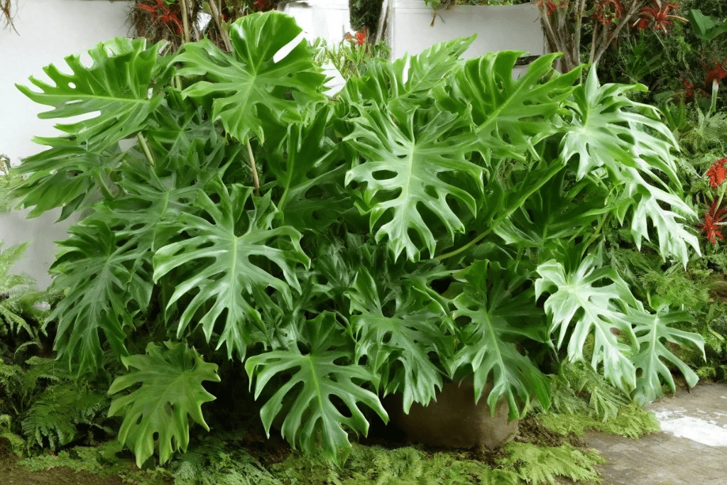 Philodendron selloum